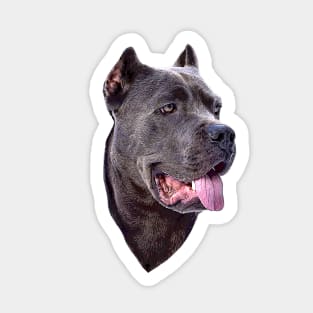 Cane Corso Dog Sticker